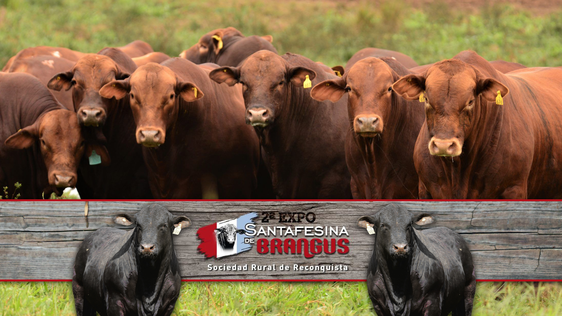 2º Expo Santafesina de Brangus
