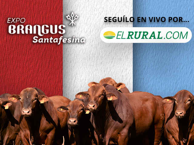 Expo Brangus Santafesina