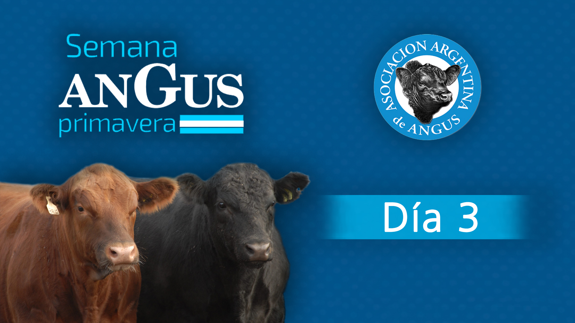 Expo Angus D3
